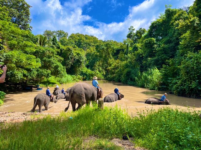 ชมน้องช้าง ที่ศูนย์อนุรักษ์ช้างไทย ลำปาง