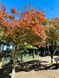 【神奈川県/源氏山公園】自然豊かな鎌倉の公園