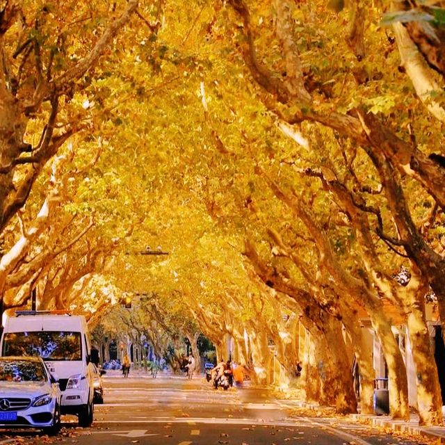 Experience amazing leaves falls in Shanghai