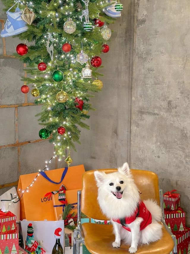 거꾸로 트리와 귀염둥이 만두가 반겨주는 청주 카페🎄♥️