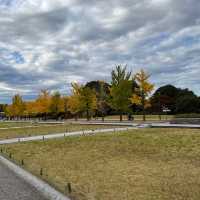 【昭和記念公園】イチョウを照らす絶景ライトアップ