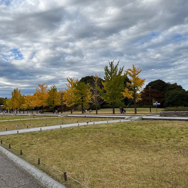【昭和記念公園】イチョウを照らす絶景ライトアップ