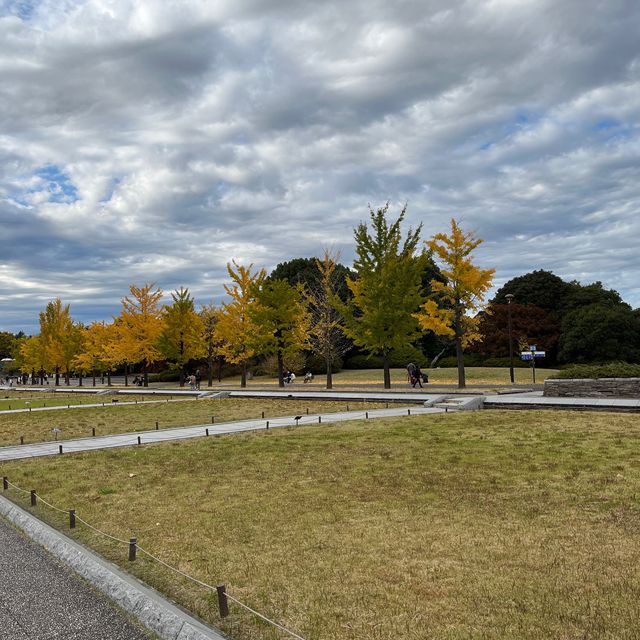 【昭和記念公園】イチョウを照らす絶景ライトアップ