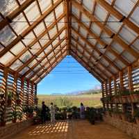 【南アフリカ】ステレンボッシュの植物園！🇿🇦