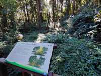 สัมผัสป่าดึกดำบรรพ์ อาลีซานเมืองไทย 🌲🌲🌲