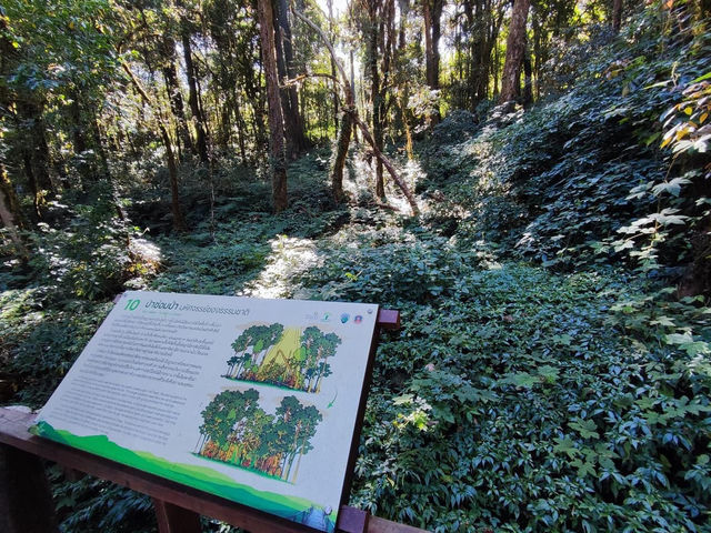 สัมผัสป่าดึกดำบรรพ์ อาลีซานเมืองไทย 🌲🌲🌲