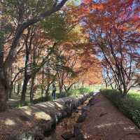 秋天浪漫漂亮的落羽松 水元公園