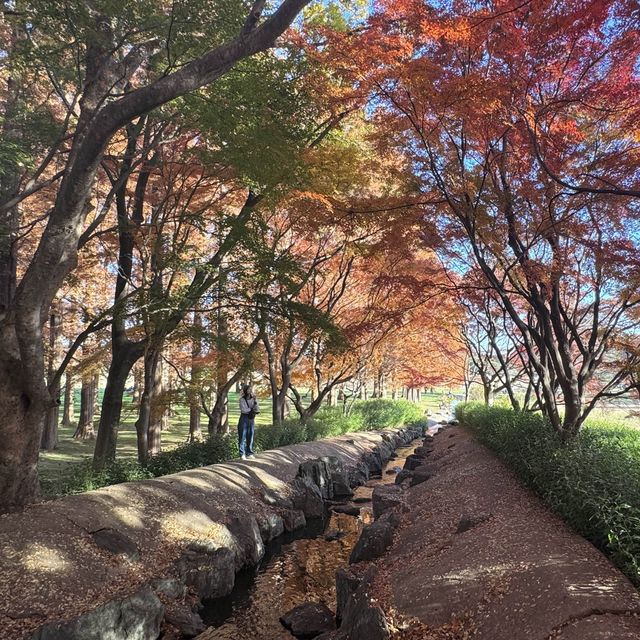 秋天浪漫漂亮的落羽松 水元公園