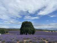 Chasing lavender fields