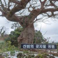 겨울의 환상숲에서 눈의 전부를