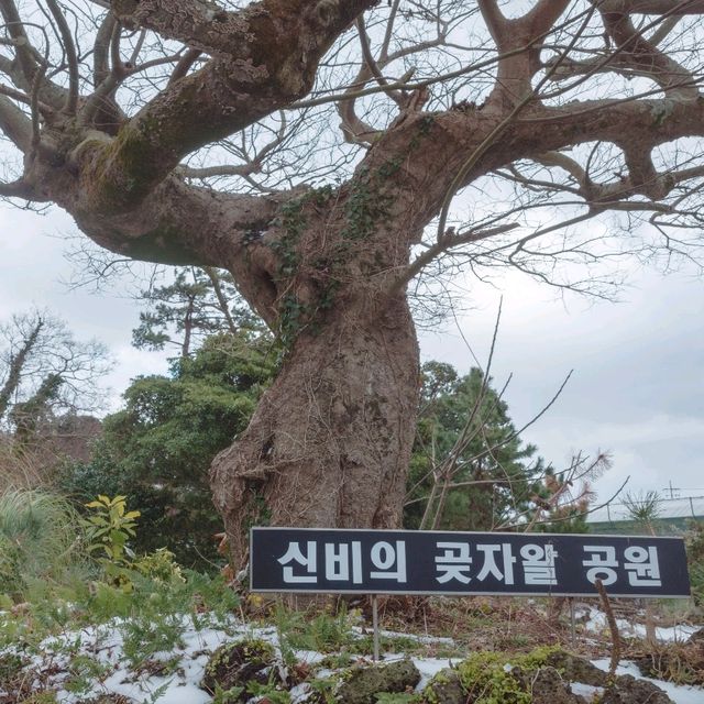 겨울의 환상숲에서 눈의 전부를