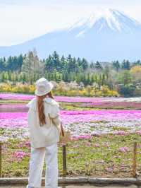 富士芝桜まつり（4月中旬〜