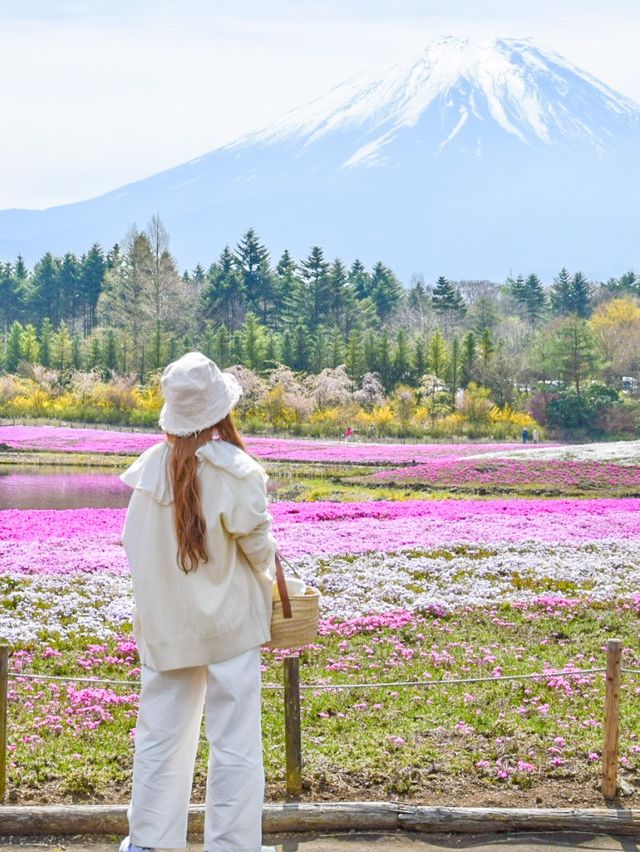 富士芝桜まつり（4月中旬〜