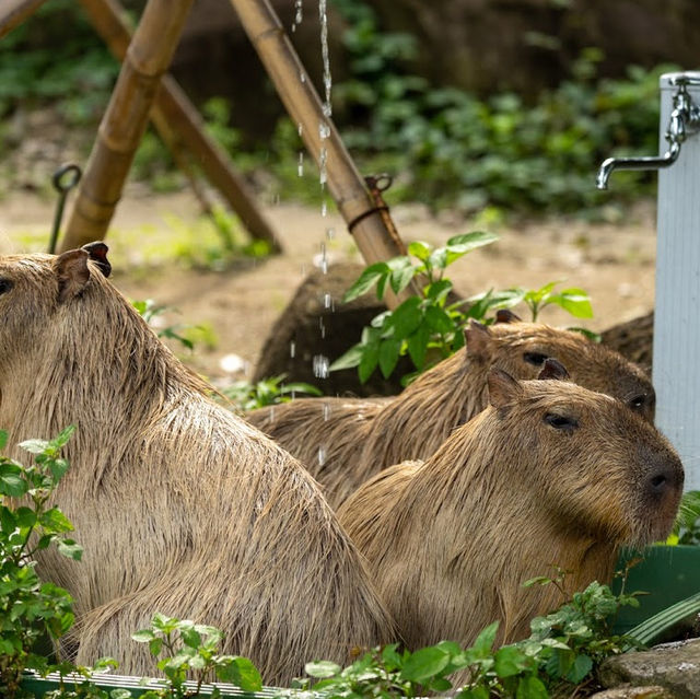 Kanazawa Zoo