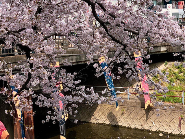 แม่น้ำโกโจ Iwakura (เทศกาลชมดอกซากุระ)🌸