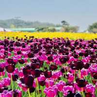 Tulip season in Korea