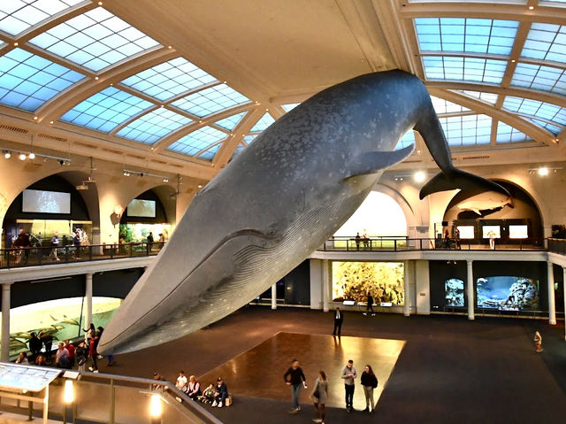 The American Museum of Natural History