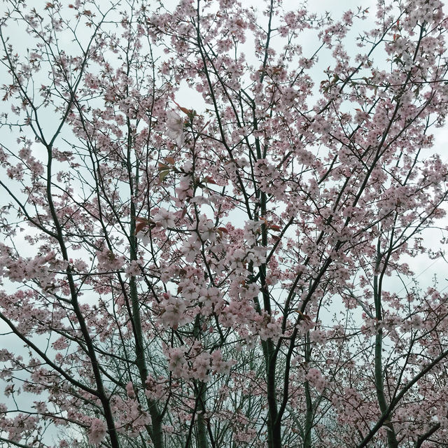 Chasing after cherry blossoms