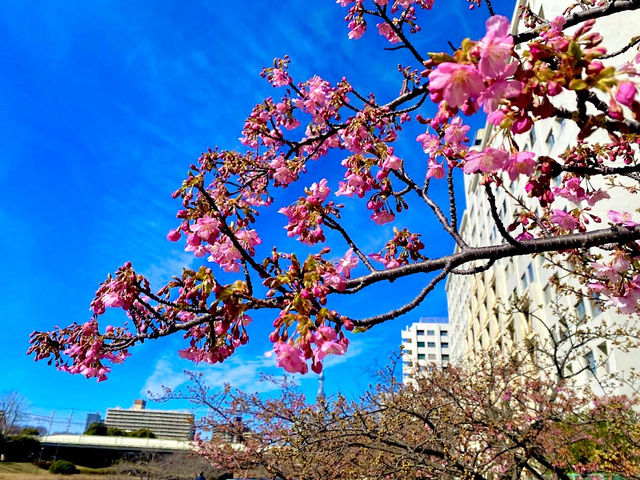 former Nakagawa Kawazu Cherry blossom