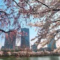 Discovering Seoul's Cherry Blossom Hotspots