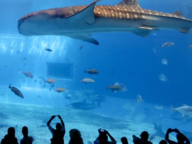 沖繩｜美麗海水族館