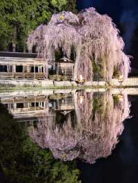 【岐阜・桜】本当は教えたくない🙅カメラ好きにはたまらん桜スポット🌸※周辺の神社×桜情報付