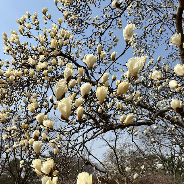 아산 현충사 매화 목련 맛집 🤍
