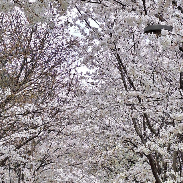 벚꽃 여행 무조건 지금 떠나세요!