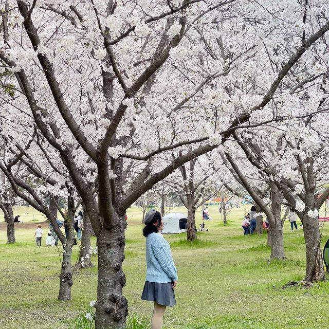🌸ชมพูฟ้าสุดพาสเทลเมื่อซากุระบานพร้อมเนโมฟีลา🌸