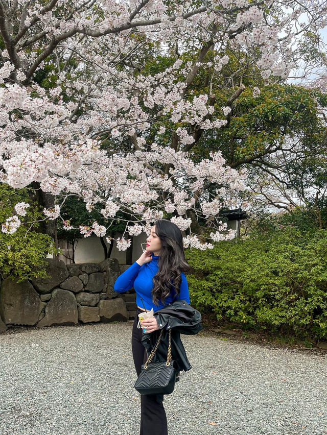 Spring in Kotoku-in ; Kamakura Daibutsu