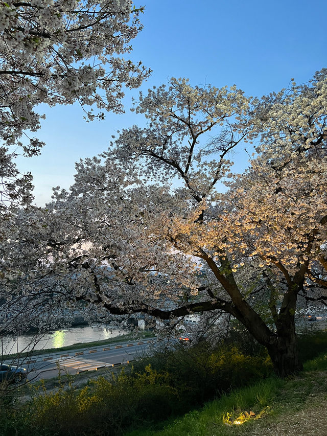 청주의 아름다운 벚꽃길🛣️ 무심천🌸