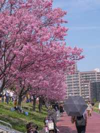 Shiori Park Sakura Viewing 🌸