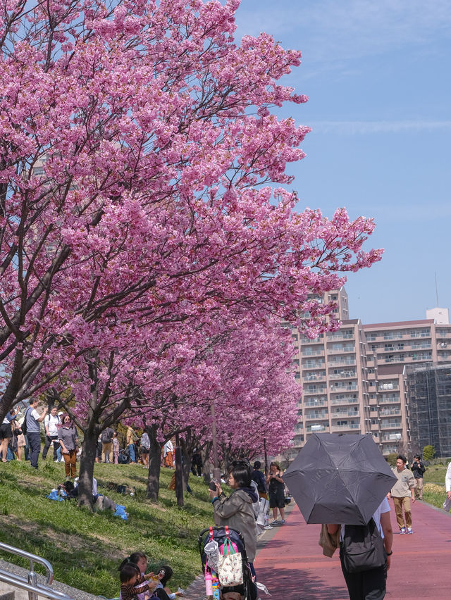 Shiori Park Sakura Viewing 🌸