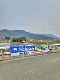 지금 원주천엔 벚꽃물결이 한가득🌸