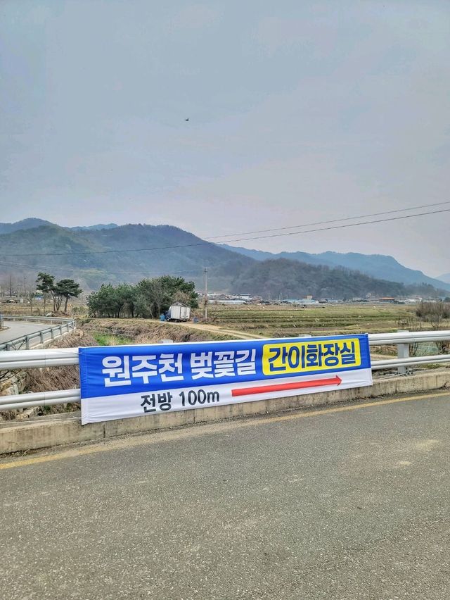 지금 원주천엔 벚꽃물결이 한가득🌸