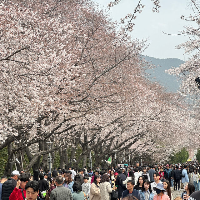 당일치기 버스로 다녀온 2024년 진해군항제 벚꽃 후기