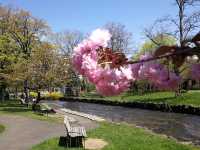 【札幌】中島公園：🌸櫻花盛開，春天舒適寧靜