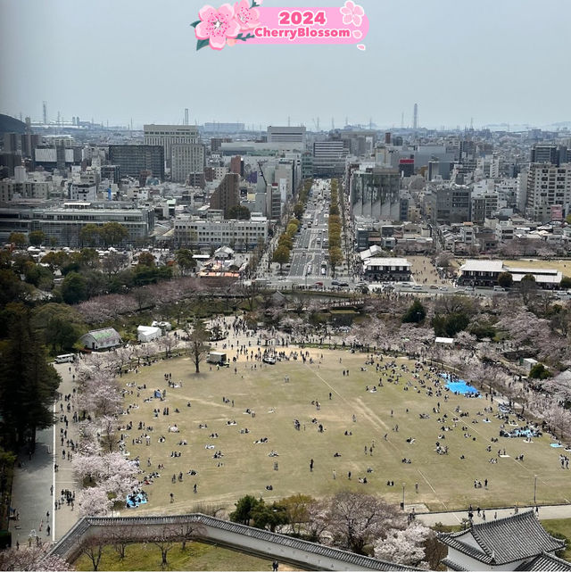 Underneath 🤩the canopy 🌺of Pink Petals🌸🇯🇵