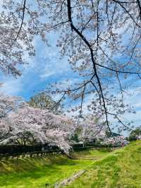 【奈良県】満開の桜と石舞台古墳を堪能！