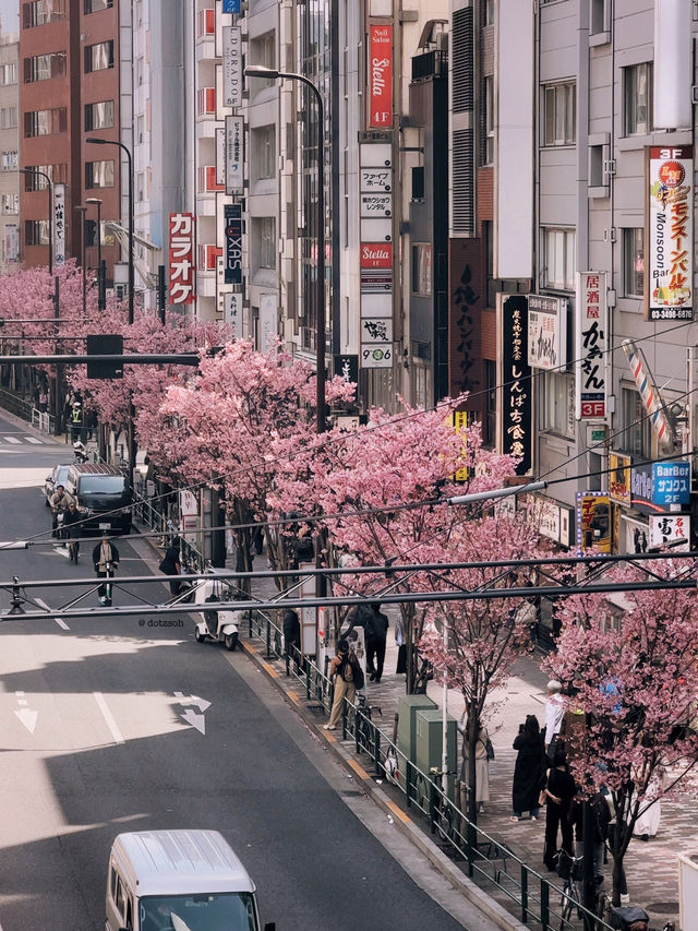 Cherry Blossom in Shibuya Tokyo 🌸🇯🇵