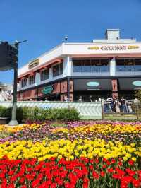 🌷지금가면 봄여행으로 찰떡인 "에버랜드 튤립축제"🌷