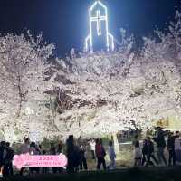 Cherry Blossom Festival in Cheonan