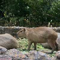 zoo negara