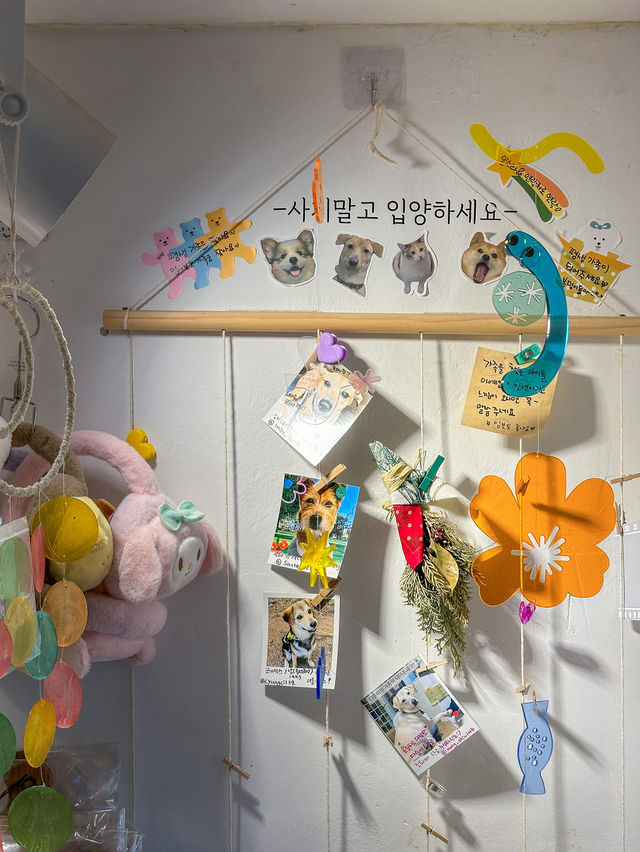 반려견과 가기 좋은 제주 애견동반 소품샵, 춘식이와옥희❤️