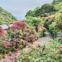 台北· 大梯田花卉生態農園