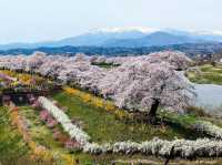 Amazing Shibata Senoko Bridge