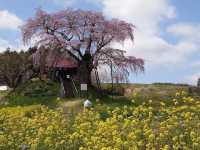 Ageishi Cherry Blossom Experience