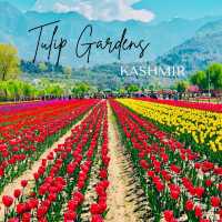 Best time to visit Tulip Garden in Srinagar💐🌷