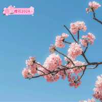 晴空塔下絢爛的櫻花-獨特的都會美景