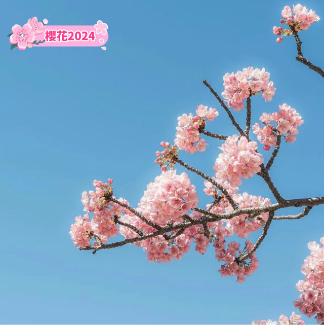 晴空塔下絢爛的櫻花-獨特的都會美景